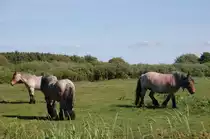 Muskelpakete grasen auf der Weide bei Skaven Strand D�nemark............15.6.2011