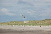 Eine Mwe im Tiefflug am Houstrup Strand in Dnemark am 11.6.2011