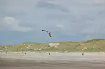 Eine M�we im Tiefflug am Houstrup Strand in D�nemark am 11.6.2011