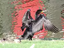 Kormoran g�nnt sich in Bremerhaven ein Sonnenbad;090826