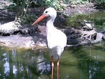 Weistorch am 12.06.2011 im Natur und Umweltpark in Gstrow