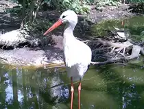 Wei�storch am 12.06.2011 im Natur und Umweltpark in G�strow