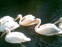 Pelikane im Zoologischen Garten Rostock am 06.09.2010