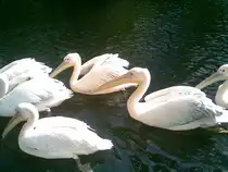 Pelikane im Zoologischen Garten Rostock am 06.09.2010
