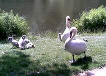 Schwne an Lietzensee Berlin Charlottenburg im Sommer 2010