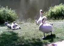 Schw�ne an Lietzensee Berlin Charlottenburg im Sommer 2010
