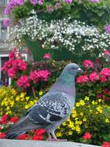 Diese Taube sa auf einem Brunnen in Gnesen. Die Blumen gehren zum Brunnen. (25.06.2011)