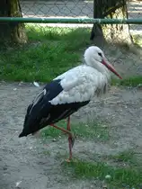 Vielleicht aus Trotz aufgrund seiner Gefangenschaft im Pferdegest�t Marienwerder steht dieser Storch auf nur einem Bein... (27.06.2011)
