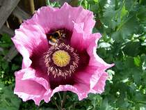 Eine fleissige Hummel stattet einer Ziermohnblte einen Besuch ab;110605