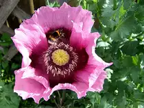 Eine fleissige Hummel stattet einer Ziermohnblte einen Besuch ab;110605