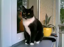 Meine Katze Gina.