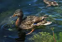 Stockenten-Weibchen auf dem Zlpicher See - 29.05.2011