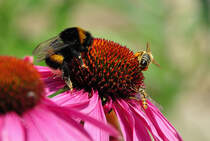  Das groe Fressen  .... groe Ansammlung von 3 Arten von Fluginsekten auf einer Blte - 30.06.2011