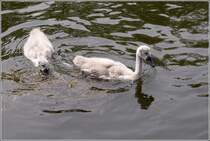 Diese beiden Jungvgel wollen mal ausgewachsene Hckerschwne werden. Gesehen am 15.06.2011 auf der Elde in Plau am See.
