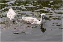 Diese beiden Jungv�gel wollen mal ausgewachsene H�ckerschw�ne werden. Gesehen am 15.06.2011 auf der Elde in Plau am See.