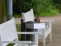 Ein Eichh�rnchen beim M�llsortieren im  Gro�en Garten  in Dresden. 02.07.2011