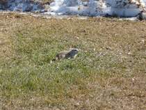 Ein Prriehund freut sich ber die ersten warmen Sonnenstrahlen. Saskatoon 06.04.2011