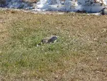 Ein Pr�riehund freut sich �ber die ersten warmen Sonnenstrahlen. Saskatoon 06.04.2011