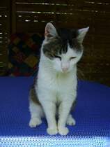 Unsere Katze Lilly im Sommer 2009. Leider mussten wir sie im Jahr 2010, nach �rztepfusch, einschl�fern lassen.  Verloren aber nicht vergessen.. 