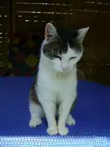 Unsere Katze Lilly im Sommer 2009. Leider mussten wir sie im Jahr 2010, nach �rztepfusch, einschl�fern lassen.  Verloren aber nicht vergessen.. 