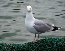 Eine Mwe sucht in einem Fischernetz nach Essbarem und lt dabei den Fotografen nicht aus ihren Augen. Aufnahme vom Mai 2011 in Cuxhaven.