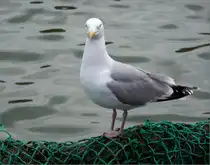 Eine M�we sucht in einem Fischernetz nach Essbarem und l��t dabei den Fotografen nicht aus ihren Augen. Aufnahme vom Mai 2011 in Cuxhaven.