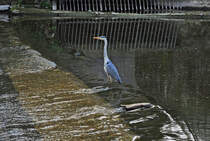 Fischreiher an der Ahr in Bad-Neuenahr - 30.04.2011