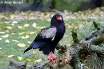 Der Gaukler ist eine afrikanische Greifvogelart, die zu den Schlangenadlern geh�rt.