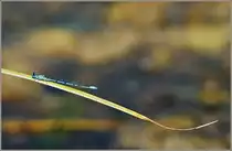 Die Gemeine Bercherzurjungfer auf einem Grashalm.
(01.07.2011)