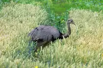 Ein Nandu in einem Getreidefeld in Schleswig-Holstein; 14.07.2011