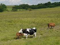 Mutterliebe? - wohl kaum, vielleicht ist es die Tante?; 12.06.2011
