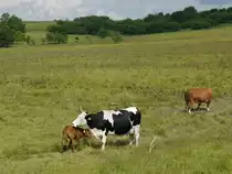 Mutterliebe? - wohl kaum, vielleicht ist es die Tante?; 12.06.2011
