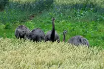 Nanduns im Getreidefeld bei Bk. Lkr. Herzogtum Lauenburg; 14.07.2011