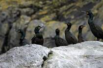 Kormorane am Rundebrandet; 26.05.2011