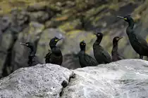 Kormorane am Rundebrandet; 26.05.2011