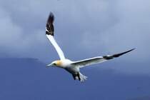 Ein Basstlpel auf der Jagd. Runde, 26.05.2011