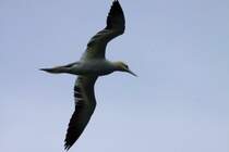 Ein Basstlpel im Segelflug; 26.05.2011