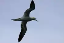 Ein Basstlpel im Segelflug; 26.05.2011