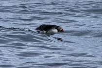 Ein Papageitauch auf der Flucht vor unserem Boot. Runde, 26.05.2011