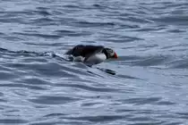 Ein Papageitauch auf der Flucht vor unserem Boot. Runde, 26.05.2011