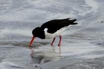 Mit seinem  Mohrrbenschnabel  sucht ein Austernfischer nach Nahrung. Runde, 26.05.2011