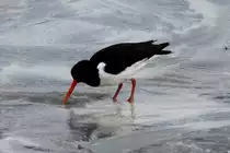 Mit seinem  Mohrrbenschnabel  sucht ein Austernfischer nach Nahrung. Runde, 26.05.2011