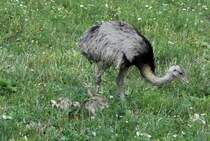 Heute beobachteten wir die ersten Hhne mit ihren Kken. Insgesamt zhlten wir in den Feldern  stlich des Ratzeburger Sees und stlich der Wakenitz-Aue 18 Altiere und 37 Kken. Bk (RZ), 16.07.2011