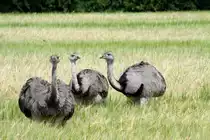 Nandus bei Utecht (NWM); 16.07.2011