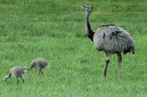 Ein Nandu-Hahn mit zwei seine 13 Kken bei Schattin (NWM); 16.07.2011