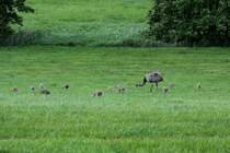 Hier ist der Clan gemeinsam zu sehen. Schattin (NWM), 16.07.2011