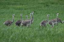 Doch seine 13 Kken lassen ihm keine Zeit zur Muse.