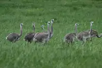 Doch seine 13 Kken lassen ihm keine Zeit zur Muse.