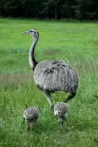 Geschafft! Alle 11 Nandus haben heile die Gefahrenquelle  Deutscher Straenverkehr  berstanden.