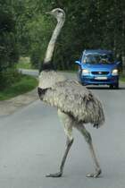 Nach dem Pfeifsignal geht es los. Der Hahn stolziert voller Brust ber die Strae, wo inzwischen der Verkehr zum Stehen kam. Die Kken sind vor meinem Auto aus dem Innenraum nicht mehr zu erkennen. Das Aussteigen wre sehr gefhrlich und wrde zum Kampf mit dem Hahn fhren. Grad fr Radfahrer und Hunde ist das eine groe Gefahr. Aber die Menschen aus den Drfern haben sich inzwischen mit den hier heimisch gewordenen Laufvgeln arrangiert.